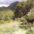 Trailrunde Esporles_11_2011.jpg