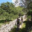 Trailrunde Esporles_5_2011.jpg